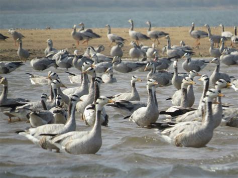 Lake Chilika - Living Lakes Network