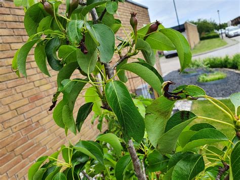 Svedda blad på päron FOR Fritidsodlingens riksorganisation