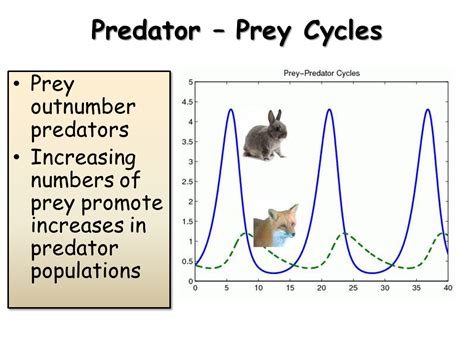 Predator Prey Phase Diagram Diffusion Prey