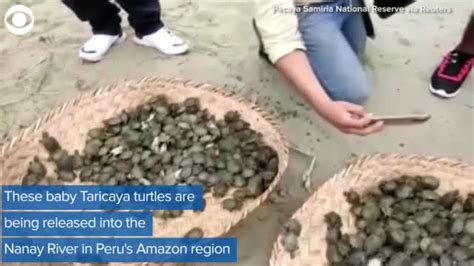 WATCH Turtles Released Into The Wild