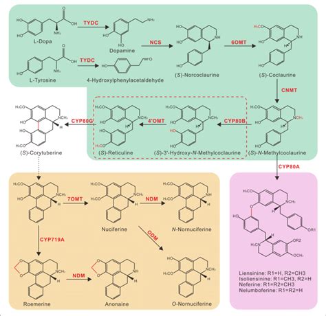 Putative Benzylisoquinoline Alkaloid Biosynthesis Bia Pathway In