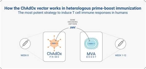 Hepatitis B Vaccitech Pharmaceutical Update New T Cell Immune VTP 300