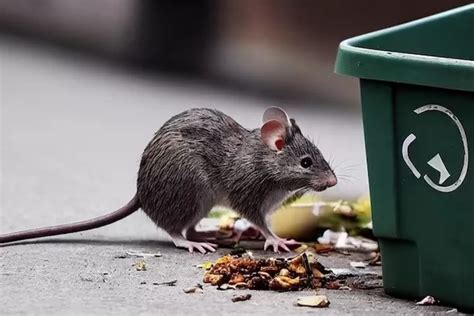 Mengenal Leptospirosis Ancaman Penyakit Dari Kencing Tikus Yang