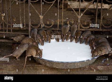 Holy Rats Drinking Milk At The Unique Karni Mata Temple In Deshnok