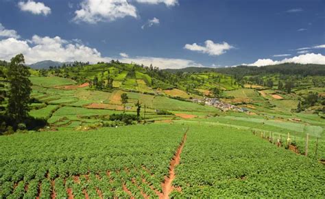 Munnar Ooty Coimbatore & Kodaikanal Tour Packages - Best of South