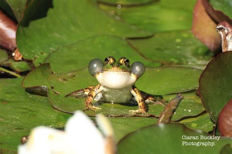 A Frog Puffing Out His Cheeks In Coimbra Portugal Canon1200d