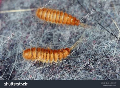 larva larvae carpet beetle anthrenus trogoderma stock photo