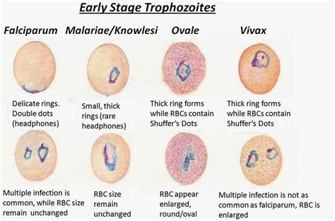 Haematology In A Nutshell Morphological Characterisitics For The Identification Of Plasmodium