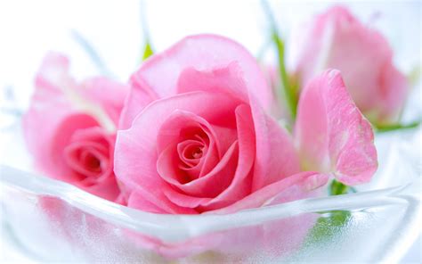 Pink Roses HD Wallpapers on WallpaperDog