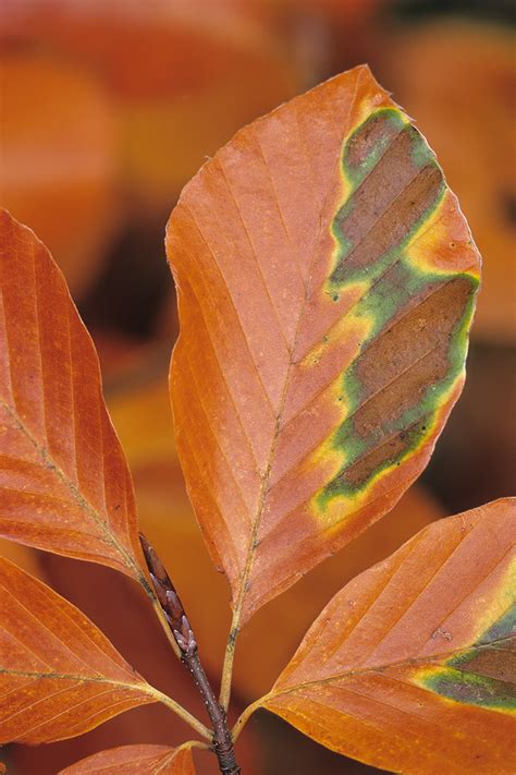 Herbstliche Buchenbl Tter Forum F R Naturfotografen