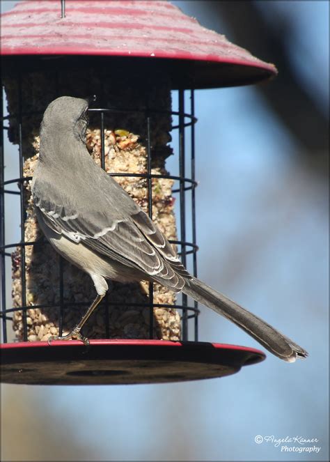 My Daily Visitor Enjoying The Seeds Taken Through My Flickr