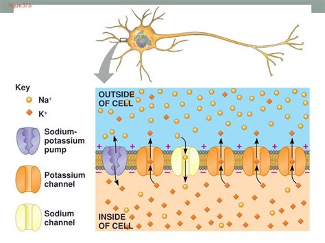 Ppt Neurons Synapses And Signaling Powerpoint Presentation Free Download Id 1562008