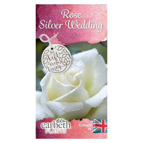 Silver Wedding Rose Plant Th Wedding Anniversary Gift Carbeth Plants