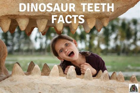 Dinosaur Teeth Facts Dinosaur Facts For Kids