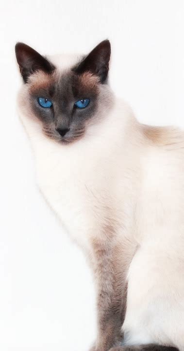 Cat Siam Siamese Domestic - Free photo on Pixabay - Pixabay