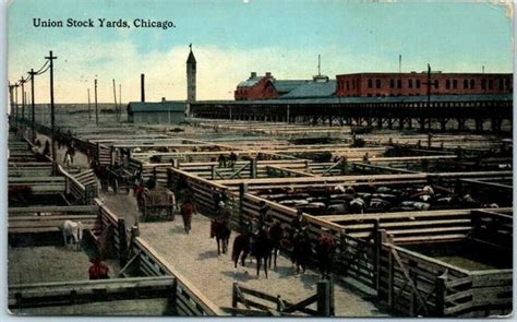 Chicago Illinois Postcard Union Stock Yards Cattle Pens Cowboys