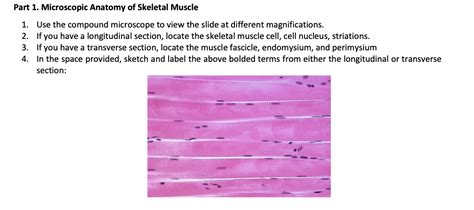 Solved Part 1. Microscopic Anatomy of Skeletal Muscle 1. Use | Chegg.com