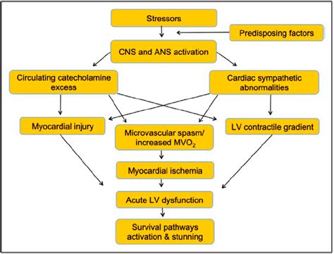 Unraveling Pathophysiology Of Takotsubo Syndrome The Emerging Role Of