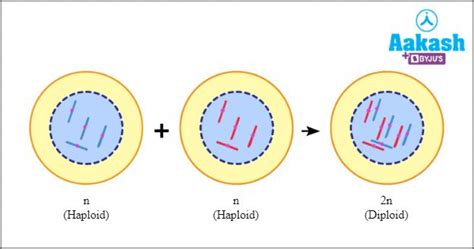 Difference Between Haploid and Diploid in Biology: Definition, Types and Importance of ...