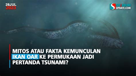 Mitos Atau Fakta Kemunculan Ikan Oar Ke Permukaan Jadi Pertanda Tsunami