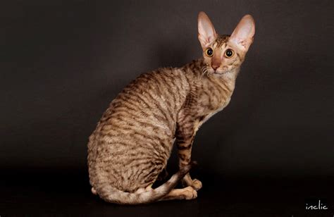 Cornish Rex Fff Le Site De La Fédération Féline Française