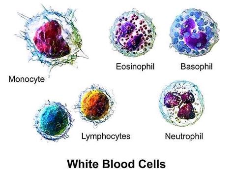 Total Leucocyte Count Tlc A K A Total Wbc Count Using Hemocytometer