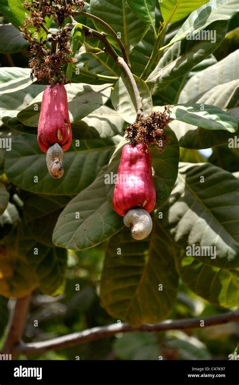 cashew nut fruit Stock Photo - Alamy