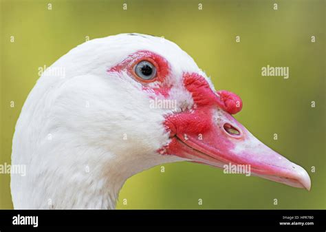 Canard de barbarie blanc Banque de photographies et dimages à haute