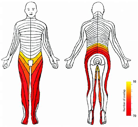 L5 S1 Dermatome Map