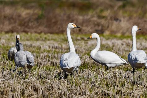 Whooper Swan Bird Waterfowl Free Photo On Pixabay Pixabay