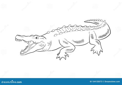 Illustration De Vecteur De Dessin De Crocodile Illustration De Vecteur