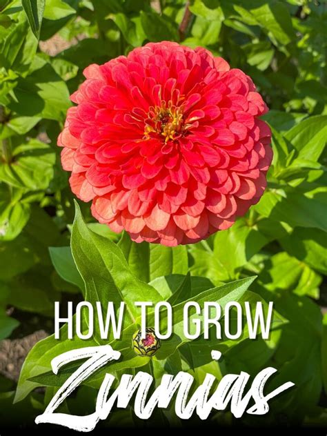 How To Grow Zinnias From Seed Growhappierplants