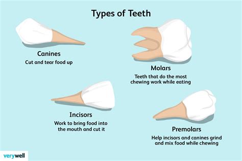 Human Anatomy (Teeth): Names, Numbers, and Types