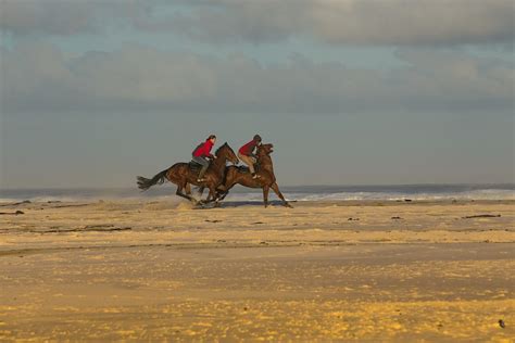 Beach Horses Racing - Free photo on Pixabay - Pixabay