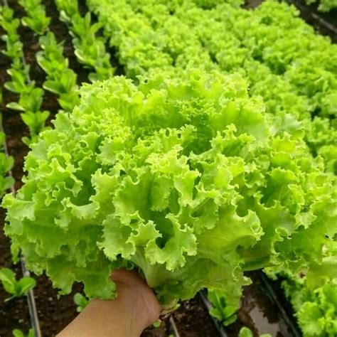 Jual Benih Bibit Selada Keriting Hijau Salad Bowl Green ISeed U