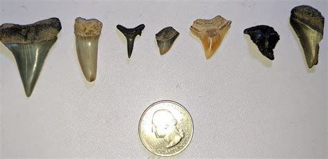 Shark tooth ID? All found in a couple different beaches in Florida but can't remember where ...