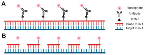 A Technical Review And Guide To Rna Fluorescence In Situ Hybridization