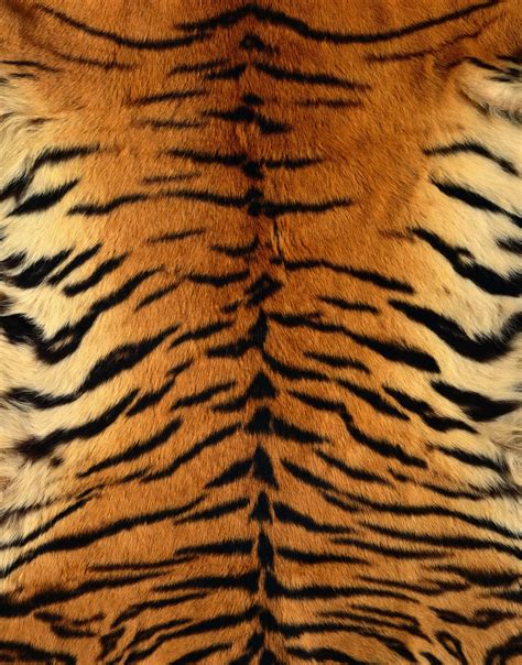 Skin Tiger Download Photo Texture Fur Tiger Fur Texture