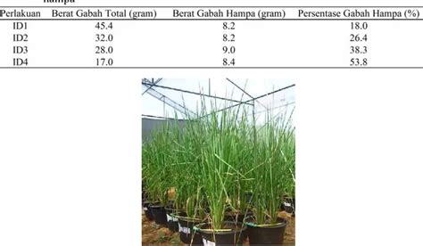 Aplikasi Irigasi Defisit Pada Fase Pembungaan Tanaman Padi Gogo Oryza