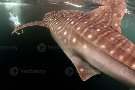 Whale Shark close up underwater portrait 20174280 Stock Photo at Vecteezy