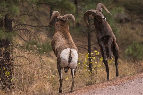 Antlers vs. Horns: What’s the Difference? – Antler Farms