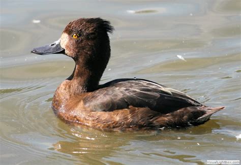 Identify Tufted Duck Wildfowl Photography