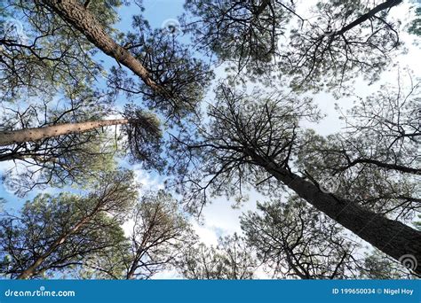 Canopy Of Tall Conifer Trees Stock Photo Image Of England Trees