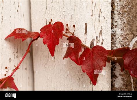 Red Ivy Leaves Hi Res Stock Photography And Images Alamy