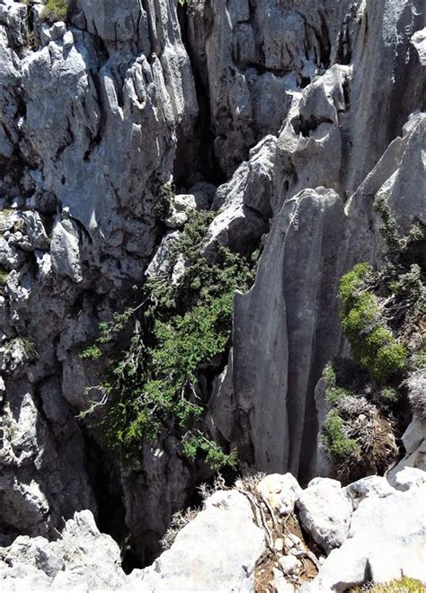 Greek Flora