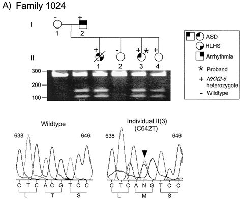 Cardiac Homeobox Gene Nkx2 5mutations And Congenital Heart Disease