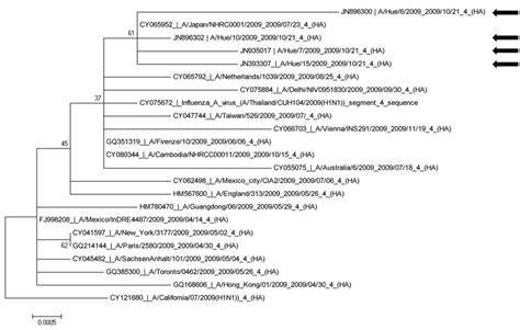 The Phylogenetic Tree Of The Ha Genes Of Four Influenza A H N Pdm