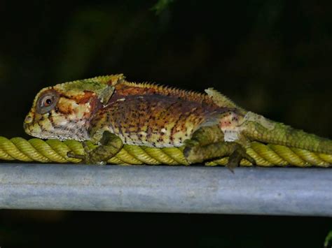 Fakta Iguana Berpunuk Punya Kemampuan Seperti Bunglon