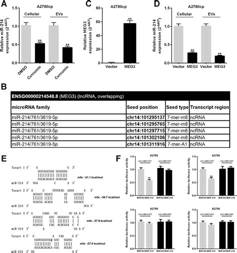 MEG3 Directly Decreases MiR 214 Level In Both Ovarian Cancer Cells And