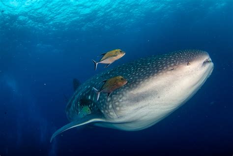 Researching Whale Sharks in the Galápagos Marine Reserve | Galápagos ...